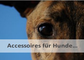 Accessoires für Hunde